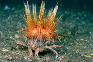 CRAB - Image 6