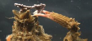 CRAB - Image 5